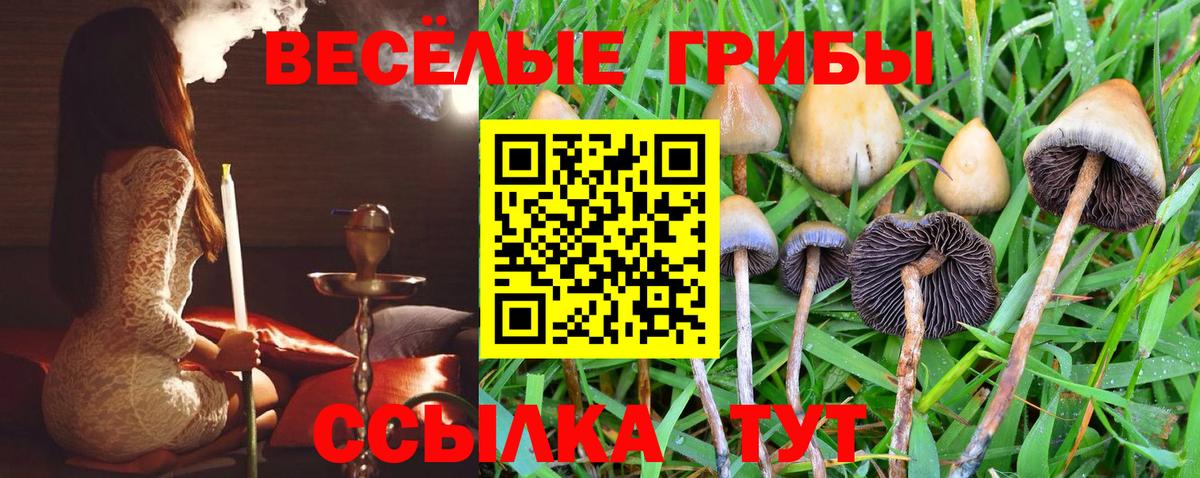 Псилоцибиновые грибы Psilocybine cubensis Ефремов